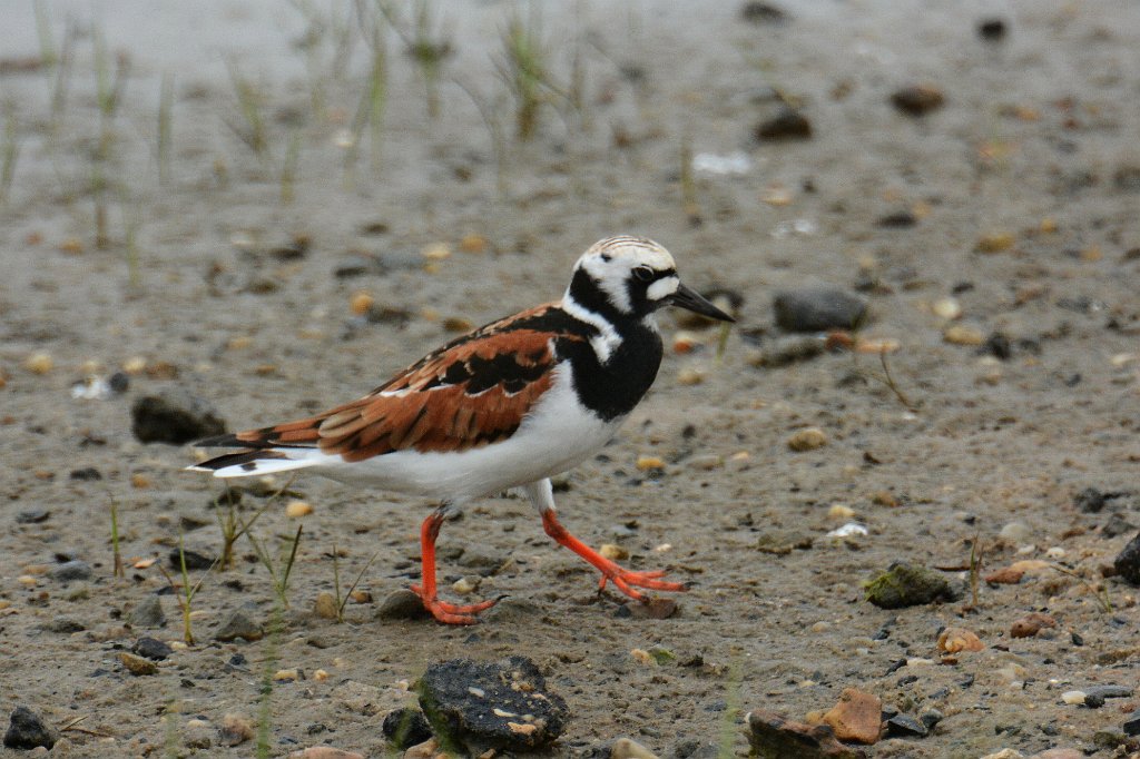 Turnstone, Ruddy, 2014-05142538 Chincoteague NWR, VA.JPG - Ruddy Turnstone. Chincoteague NWR, VA, 5-14-2014